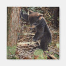 Pesquisar por urso preto imas Filhote