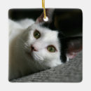 Pesquisar por gato preto ornamentos Verde