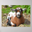 Pesquisar por cabras bebê crianças Fazenda