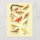 Pesquisar por vintage bird cartoes postais Efemérica