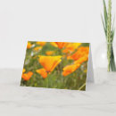 Pesquisar por california poppy cartoes Laranja