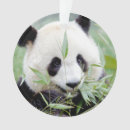 Pesquisar por panda ornamentos Moderno