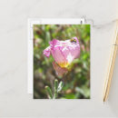 Pesquisar por besouro verde cartoes postais Para todos