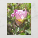 Pesquisar por besouro verde cartoes postais Para todos