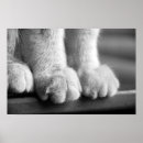 Pesquisar por pata pôsteres pósteres Patas