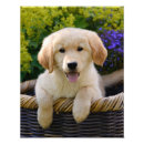 Pesquisar por golden retriever engraçado pôsteres pósteres Cão
