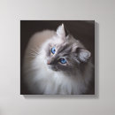 Pesquisar por olhos azuis impressão de canvas Gatinho