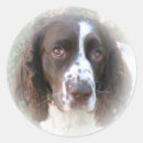 Pesquisar por spaniel de springer inglês Branco