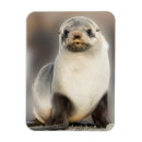 Pesquisar por elefante do bebê imas Fofofo