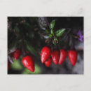 Pesquisar por ornamental cartoes postais Natureza