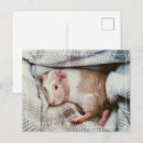 Pesquisar por pig cartoes postais Fofofo