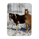 Pesquisar por potro potro égua cartoes Foto