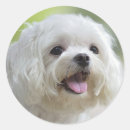 Pesquisar por cabeça de cão adesivos Animais domésticos