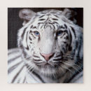 Pesquisar por imagem do tigre Qualquer pessoa