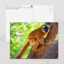 Pesquisar por lemur de madagascar cartoes convites Vida selvagem
