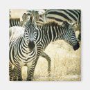 Pesquisar por planícies imas Zebra