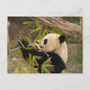 Pesquisar por panda cartoes postais Crianças