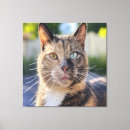 Pesquisar por gato impressão de canvas Para pets