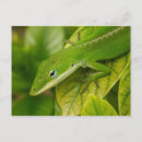 Pesquisar por lizard cartoes postais Verde