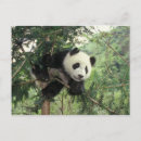 Pesquisar por panda gigante cartoes postais Filhote