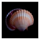 Pesquisar por scallop pôsteres pósteres Para todos
