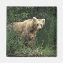 Pesquisar por pata urso imas Animal jovem