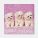 Pesquisar por animals imas União