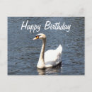 Pesquisar por cisne branco cartoes Feliz aniversário