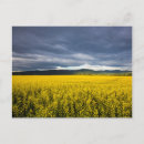 Pesquisar por canola cartoes postais Fazenda