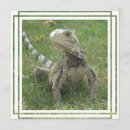 Pesquisar por iguana convites Lagarto