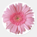 Pesquisar por gerbera cor de rosa Convidados