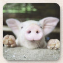 Pesquisar por leitão porta copos Animal