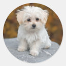Pesquisar por cão maltês adesivos Branco
