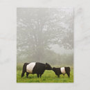 Pesquisar por cintilante cartoes postais Natureza