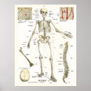 Pesquisar por anatomia humana pôsteres pósteres Ossos