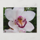 Pesquisar por orquídeas cartoes postais Qualquer pessoa