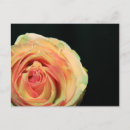 Pesquisar por cor creme cartoes postais Rosa