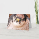 Pesquisar por falcon cartoes Aves