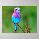 Pesquisar por fundo roxo azul artes pósteres Colorido