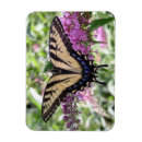 Pesquisar por da borboleta do swallowtail Para todos