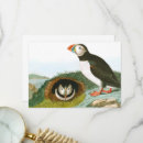 Pesquisar por puffin cartoes Natureza