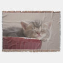 Pesquisar por gatinhos gatinhos mantas Bonito