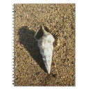Pesquisar por imagens do seashell Seashells