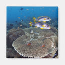 Pesquisar por peixes imas Criaturas do sealife