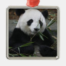Pesquisar por bambu ornamentos Fofo
