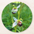 Pesquisar por orquídeas porta copos Natureza