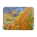 Pesquisar por foliage imas Forest