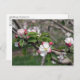 01 Apple Blossoms Winchester VA Cartão postal (Frente/Verso)