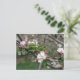 01 Apple Blossoms Winchester VA Cartão postal (Em pé/Frente)