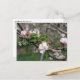 01 Apple Blossoms Winchester VA Cartão postal (Frente/Verso In Situ)